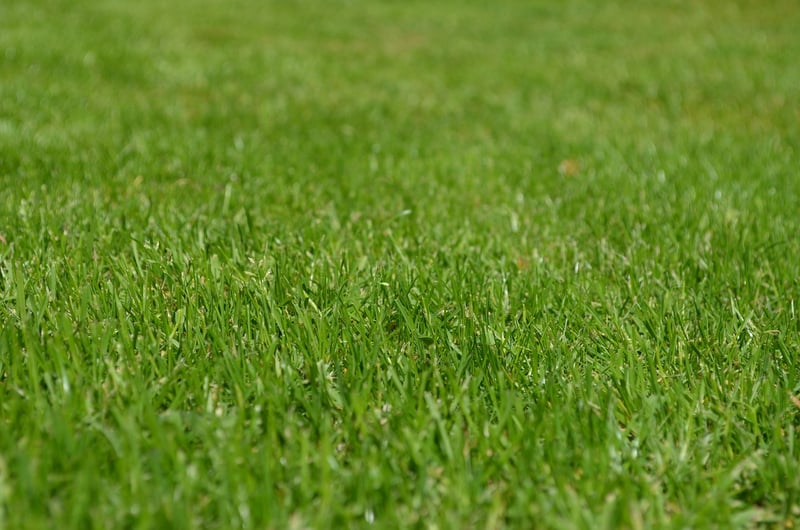 Mythical Greenery