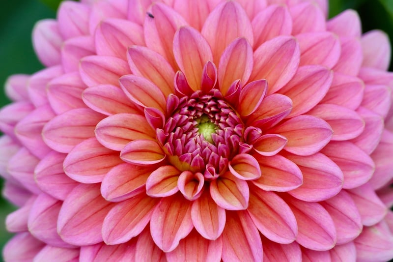 Wizardly Horticulture