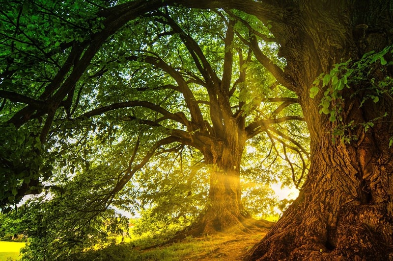 Enchanted Forest