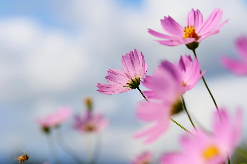 Garden Flowers