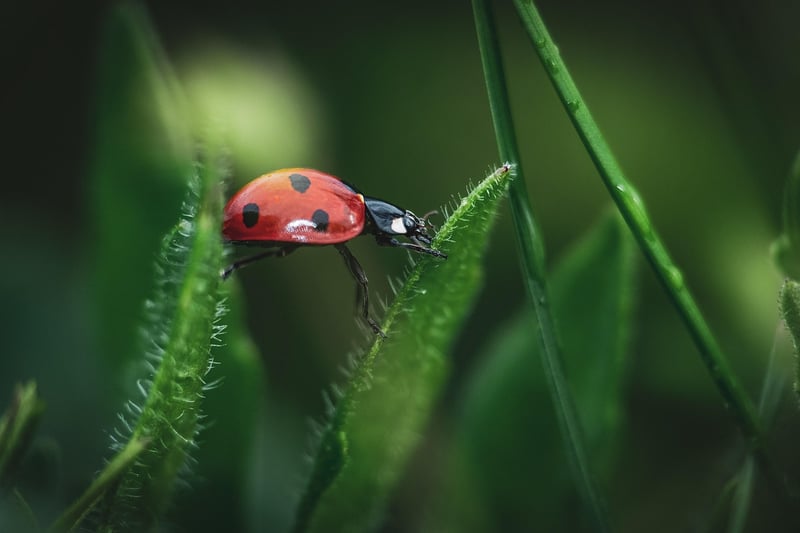 Ladybug in the garden