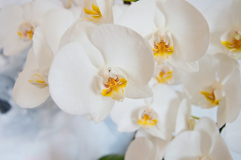 Ghost Orchid