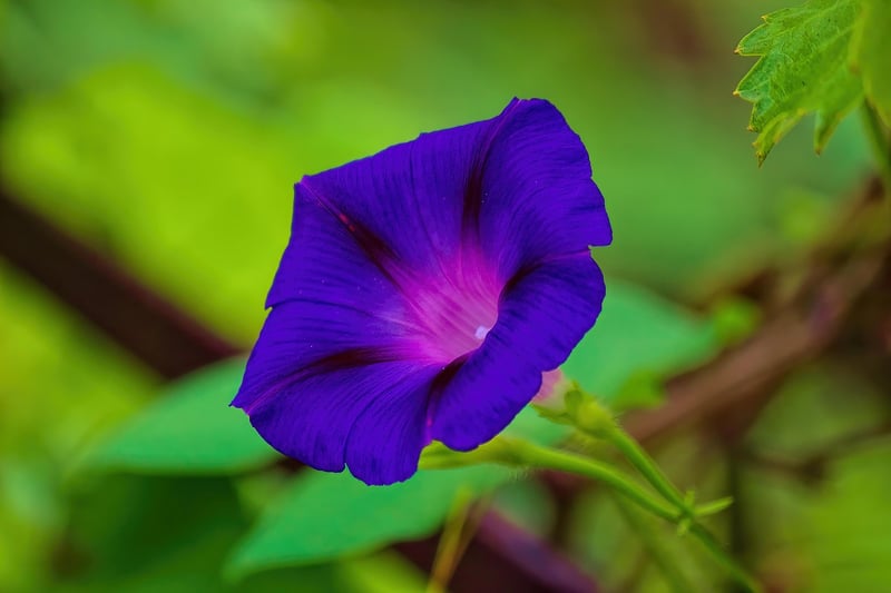 Moonflower