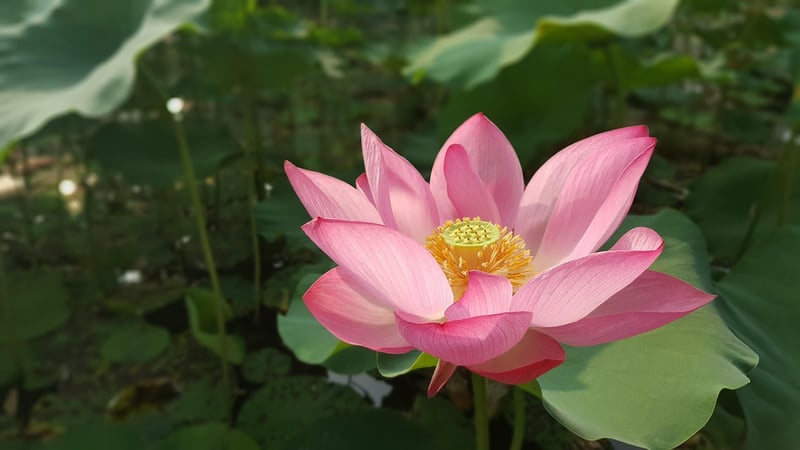 Sacred Lotus