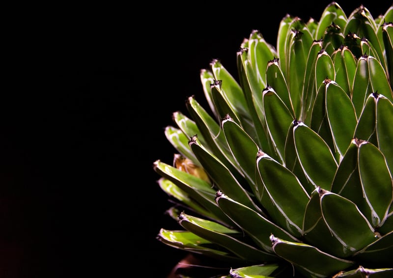 Succulent Wall Art
