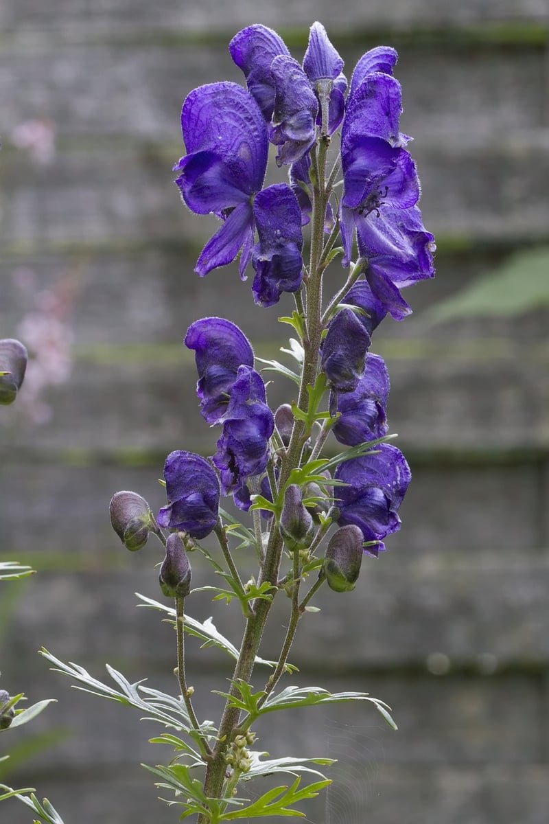 Wolfsbane